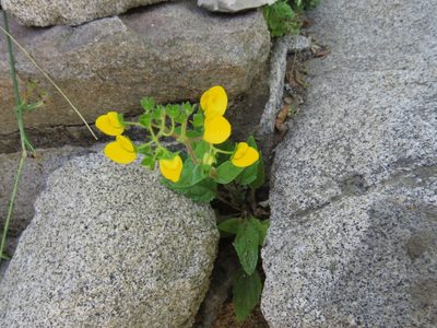 Calceolaria glandulosa, photographed by Nicolás Lavandero