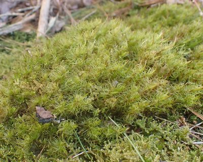 Dicranum ontariense, photographed by Roger Rittmaster