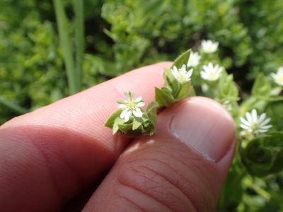Stellaria littoralis, photographed by rockybajada