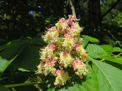 Aesculus turbinata, photographed by Marco Mussita