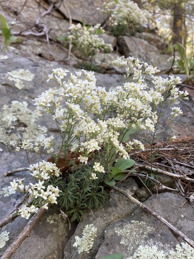 Draba ramosissima, photographed by er-birds