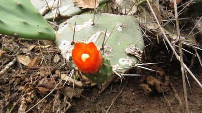 Opuntia quitensis, photographed by Manuel Roncal