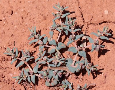Euphorbia lata, photographed by Catherine C. Galley