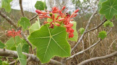 Jatropha humboldtiana, photographed by Manuel Roncal