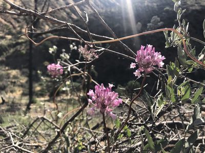 Dichelostemma volubile, photographed by graham_coop