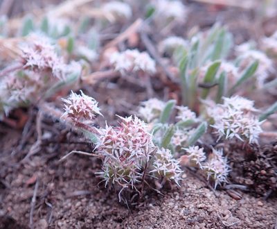 Chorizanthe pungens, photographed by Henrik Kibak