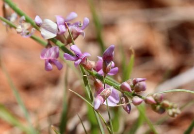 Astragalus gracilis, photographed by Catherine C. Galley