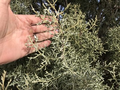 Hesperocyparis glabra, photographed by CK2AZ