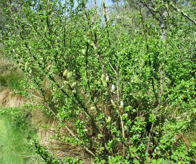 Salix hookeriana, photographed by sprcrkwild