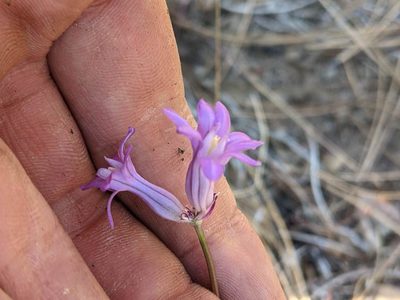 Dichelostemma multiflorum, photographed by Trevor Van Loon