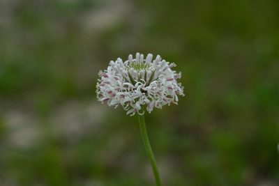 Marshallia caespitosa, photographed by Kyle M. Simpson