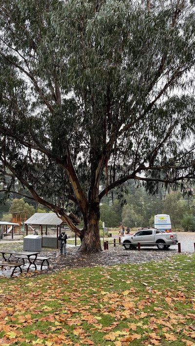 Eucalyptus bicostata, photographed by Dylan Wishart