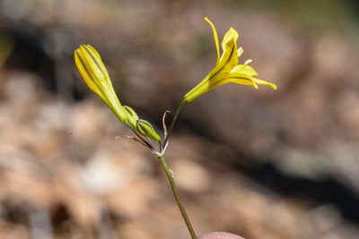 Triteleia crocea, photographed by Trevor Van Loon