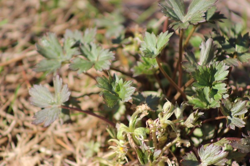 Ranunculus propinquus, photographed by Tatiana Strus