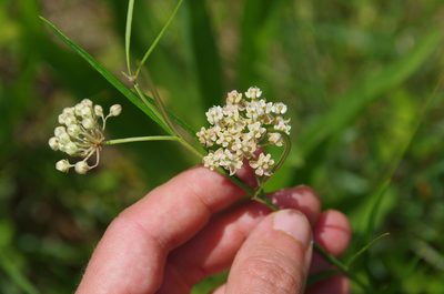 Asclepias linearis, photographed by Eric Knight