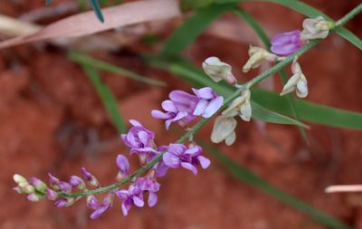 Astragalus gracilis, photographed by Catherine C. Galley