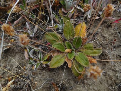 Plantago spathulata, photographed by John Barkla