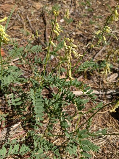 Astragalus californicus, photographed by Trevor Van Loon
