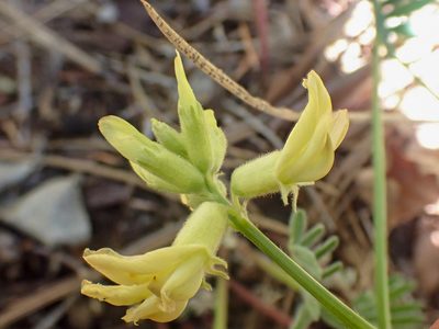 Astragalus californicus, photographed by Trevor Van Loon