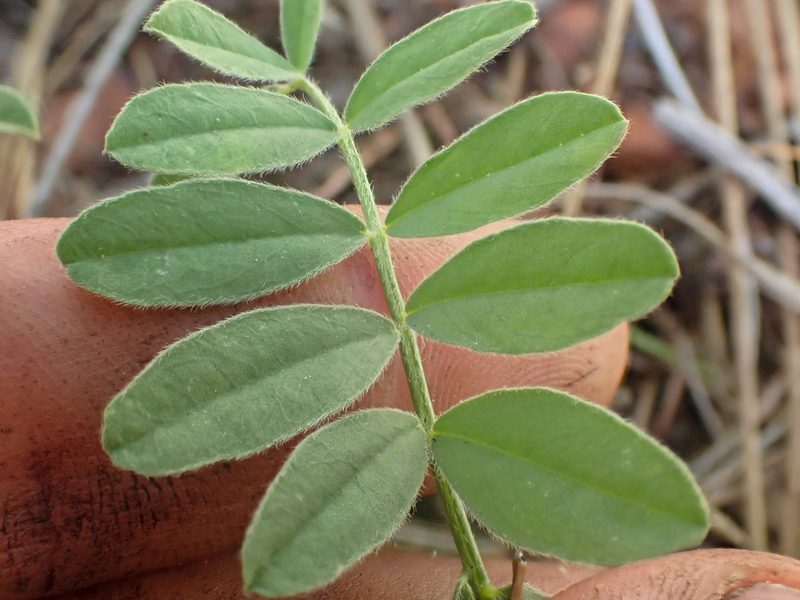 Astragalus californicus, photographed by Trevor Van Loon