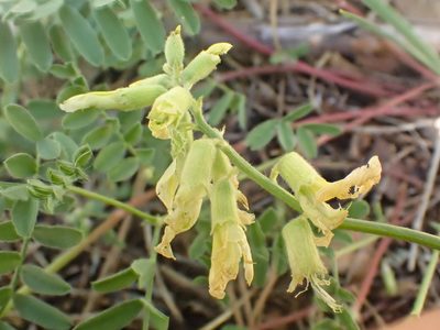 Astragalus californicus, photographed by Trevor Van Loon