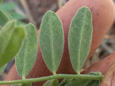 Astragalus californicus, photographed by Trevor Van Loon