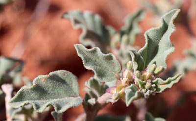Acleisanthes diffusa, photographed by Catherine C. Galley
