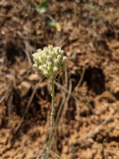Antennaria argentea, photographed by Trevor Van Loon