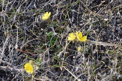 Potentilla arenosa, photographed by Syd Cannings