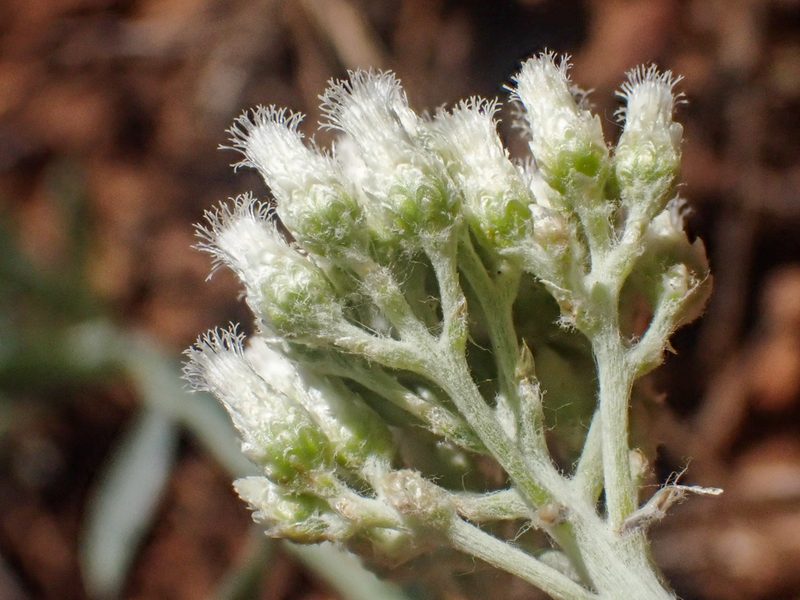 Antennaria argentea, photographed by Trevor Van Loon