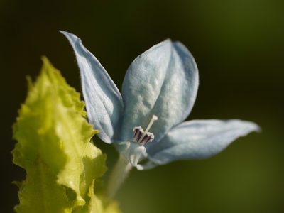 Ecbolium ligustrinum, photographed by Dinesh Valke