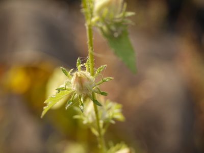 Sabdariffa furcata, photographed by Dinesh Valke
