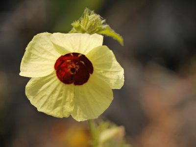 Sabdariffa furcata, photographed by Dinesh Valke