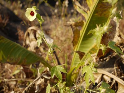 Sabdariffa furcata, photographed by Dinesh Valke