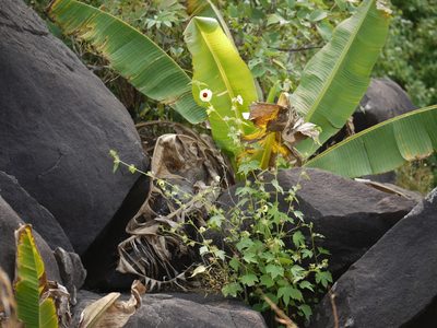 Sabdariffa furcata, photographed by Dinesh Valke