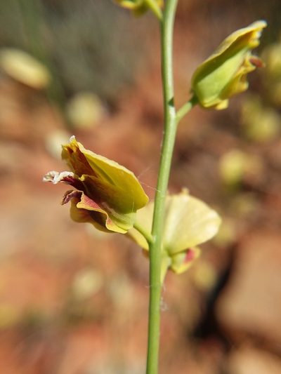 Streptanthus polygaloides, photographed by Kayla Sweeten