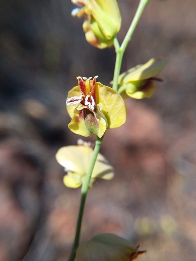 Streptanthus polygaloides, photographed by Kayla Sweeten