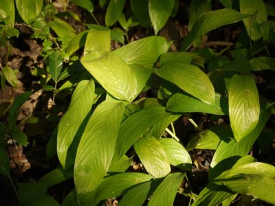 Stachyphrynium spicatum, photographed by Dinesh Valke