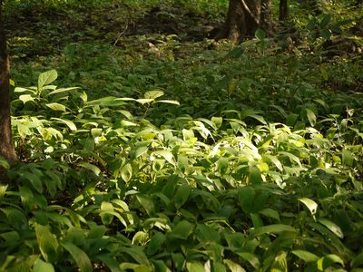 Stachyphrynium spicatum, photographed by Dinesh Valke