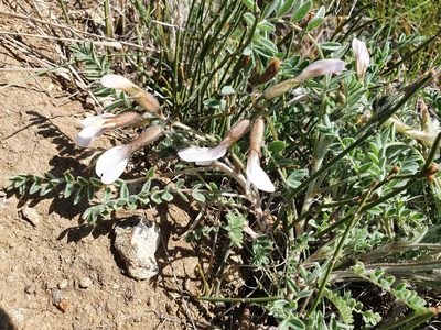 Astragalus sareptanus, photographed by Анна Митрошенкова