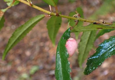 Aristotelia peduncularis, photographed by corunastylis