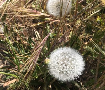 Agoseris grandiflora, photographed by Kylie Etter