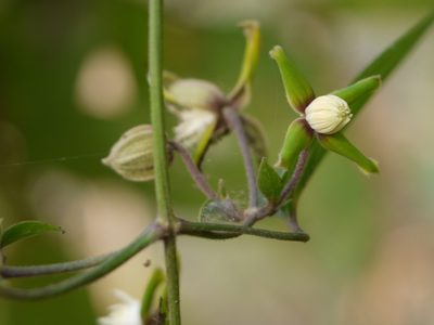 Clematis hedysarifolia, photographed by Dinesh Valke