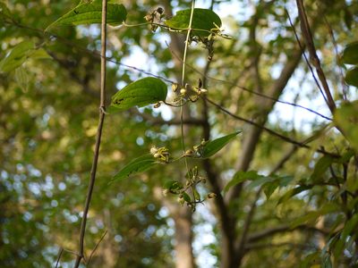 Clematis hedysarifolia, photographed by Dinesh Valke