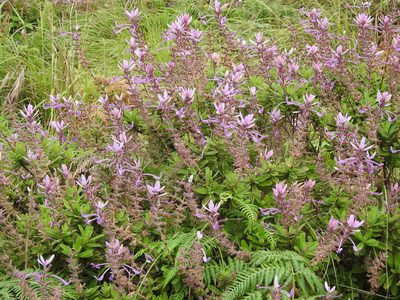 Syncolostemon comosus, photographed by Hopeland