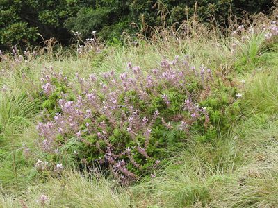 Syncolostemon comosus, photographed by Hopeland