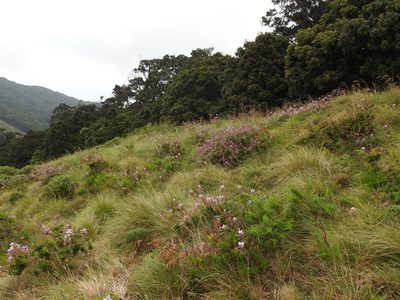 Syncolostemon comosus, photographed by Hopeland