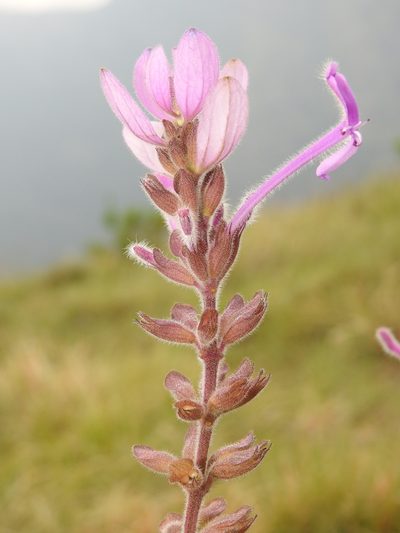 Syncolostemon comosus, photographed by Hopeland