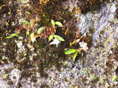 Rhynchostele cervantesii, photographed by Oscar Alejandro Morales Juárez