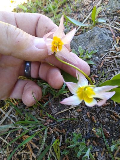 Erythronium klamathense, photographed by Tom Gulya